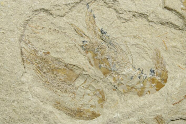 Two Cretaceous Fossil Shrimp - Lebanon #376617